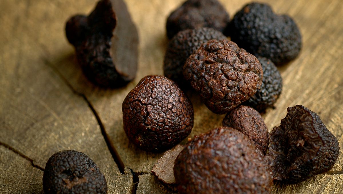 La truffe sauvage de l'Isère