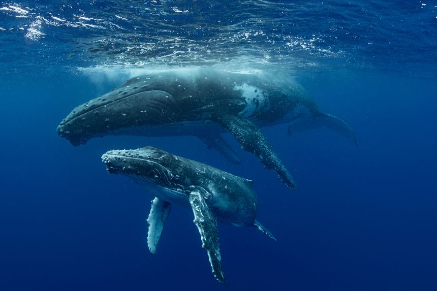 Une baleine à bosse et son petit.