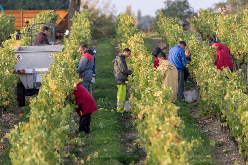 Vendanges en Anjou, octobre 2017