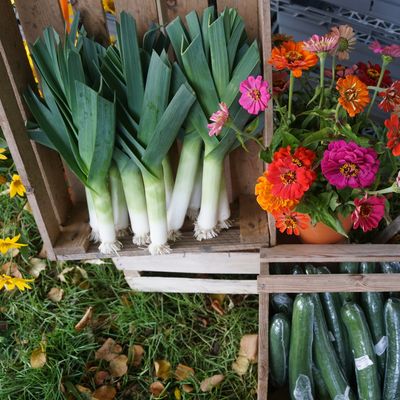 Dans le potager, chaque légume y va de sa petite chanson