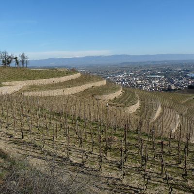 Les vignes en echalas sur la commune de Tain l'Hermitage, surplomb de la vallée du Rhône