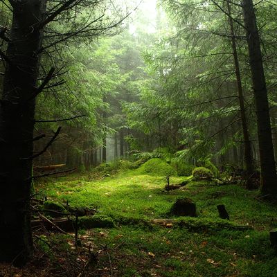 'Montagne bourbonnaise'. Allier (03). Auvergne. France.