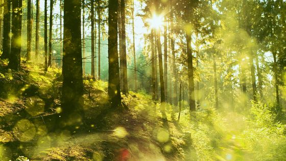 La forêt de Teutberg (Allemagne) au printemps. - Getty