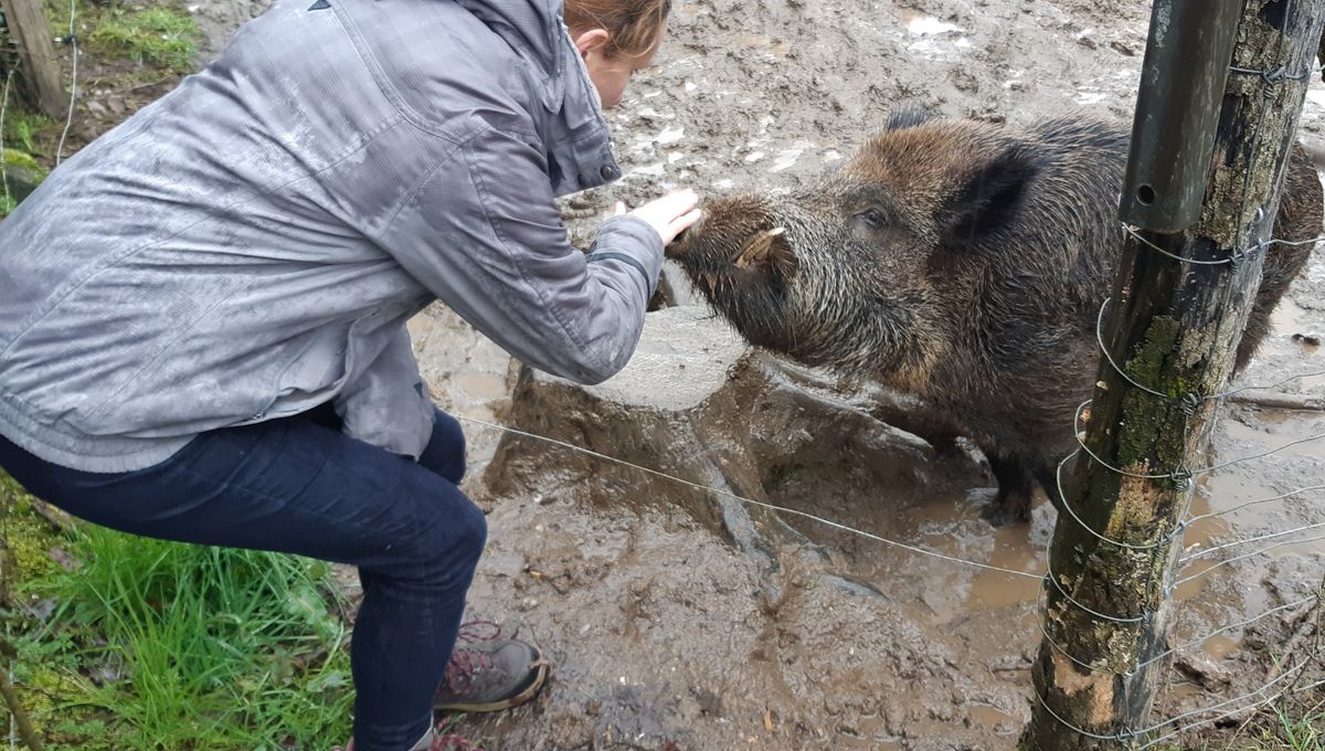 rencontre avec un sanglier