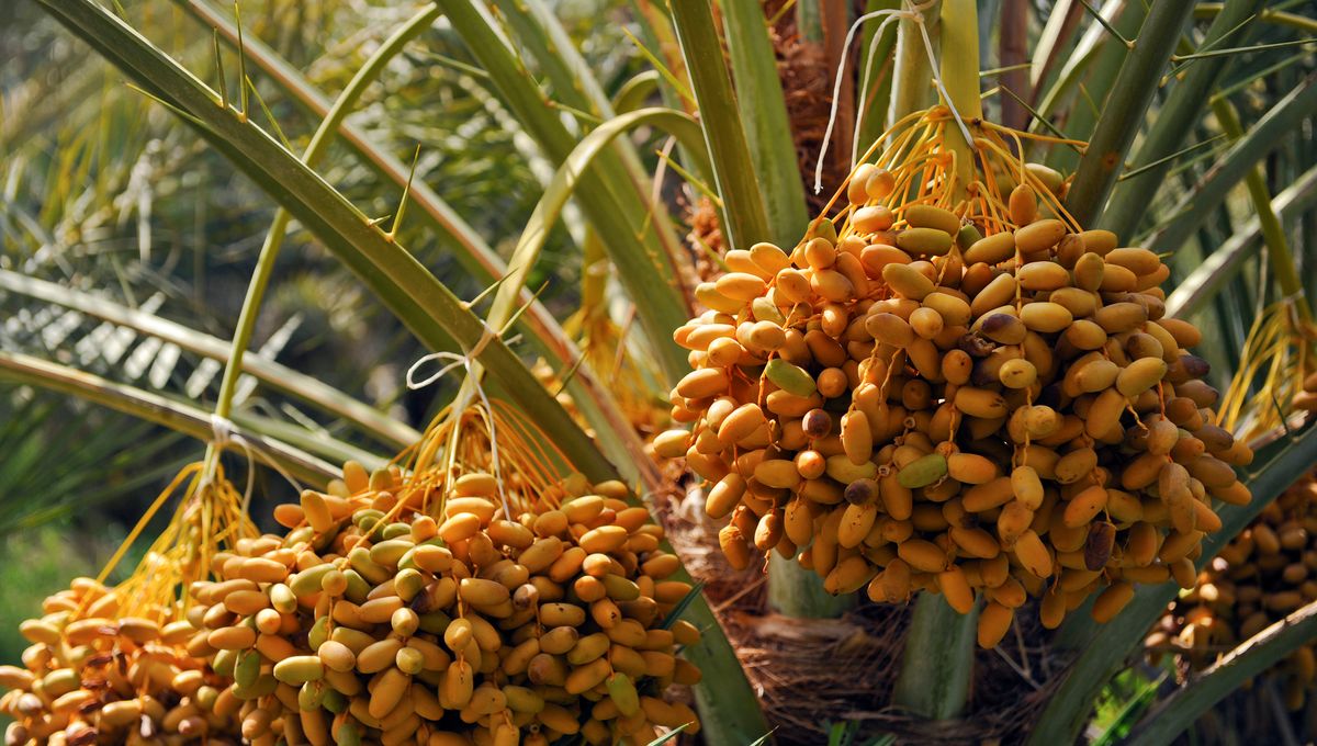 Des Chercheurs Ont R ussi Faire Germer Des Graines De Dattiers D il Y des-chercheurs-ont-r-ussi-faire-germer-des-graines-de-dattiers-d-il-y