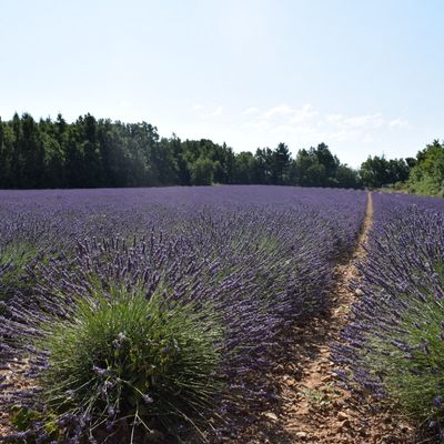 La lavande est en fleur et la récolte a commencé en Provence