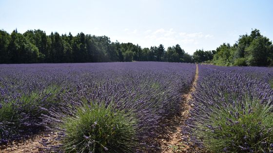La lavande est en fleur et la récolte a commencé en Provence ©Radio France - Jade Peychieras