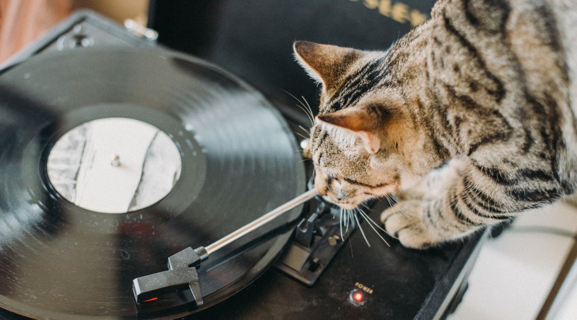 De La Musique Pour Detendre Les Chats