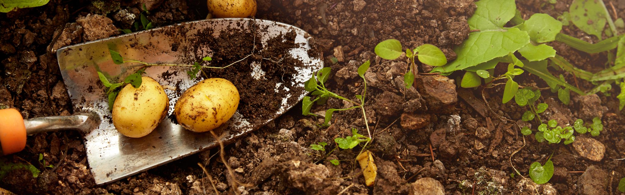 La tendresse infinie de la pomme de terre