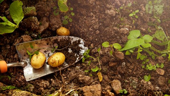La tendresse infinie de la pomme de terre ©Getty - Ezra Bailey