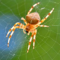 Araignée sur sa toile, attendant un insecte
