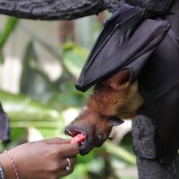Pour Didier Sicard, il faut notamment "essayer de reconstituer le parcours épidémiologique qui fait que la chauve-souris tolère des coronavirus depuis des millions d’années, mais aussi qu’elle les disperse".