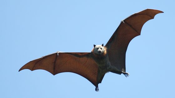 Chiroptères, appelés couramment chauves-souris, au Royal Botanic Gardens, Sydney, Australie. ©Getty - Ewen Charlton