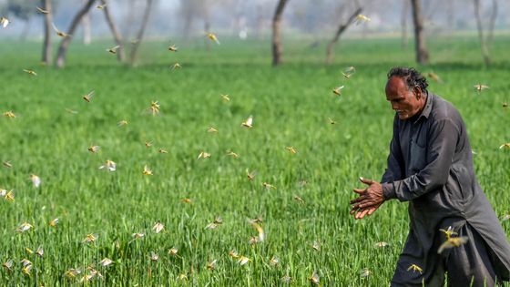 Un paysan tente de chasser des criquets de son champ à Pipli Pahar dans la province du Pendjab au Pakistan, le 23 février 2020. ©AFP - ARIF ALI