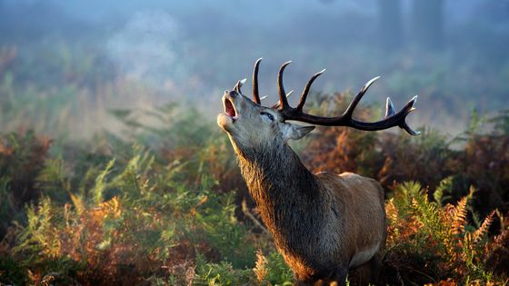 Un grand cerf élaphe dans un matin tôt brumeux appelant les femelles. ©Getty - MarkBridger