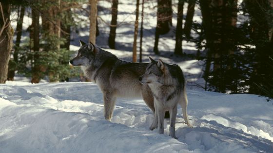 Loups (Abitibi-Temiscamingue, Quebec, Canada) ©Getty - C. Dani & I. Jeske / De Agostini Picture Library