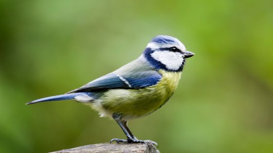 "La mésange et moi, croyons au retour du printemps" écrit Erri de Luca ©Getty