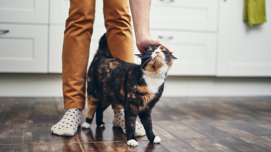 Chat avec son maître