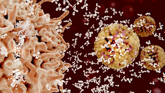 Peut-on réellement envisager la stratégie de l'immunité de groupe ? ©Getty - JUAN GAERTNER/SCIENCE PHOTO LIBRARY