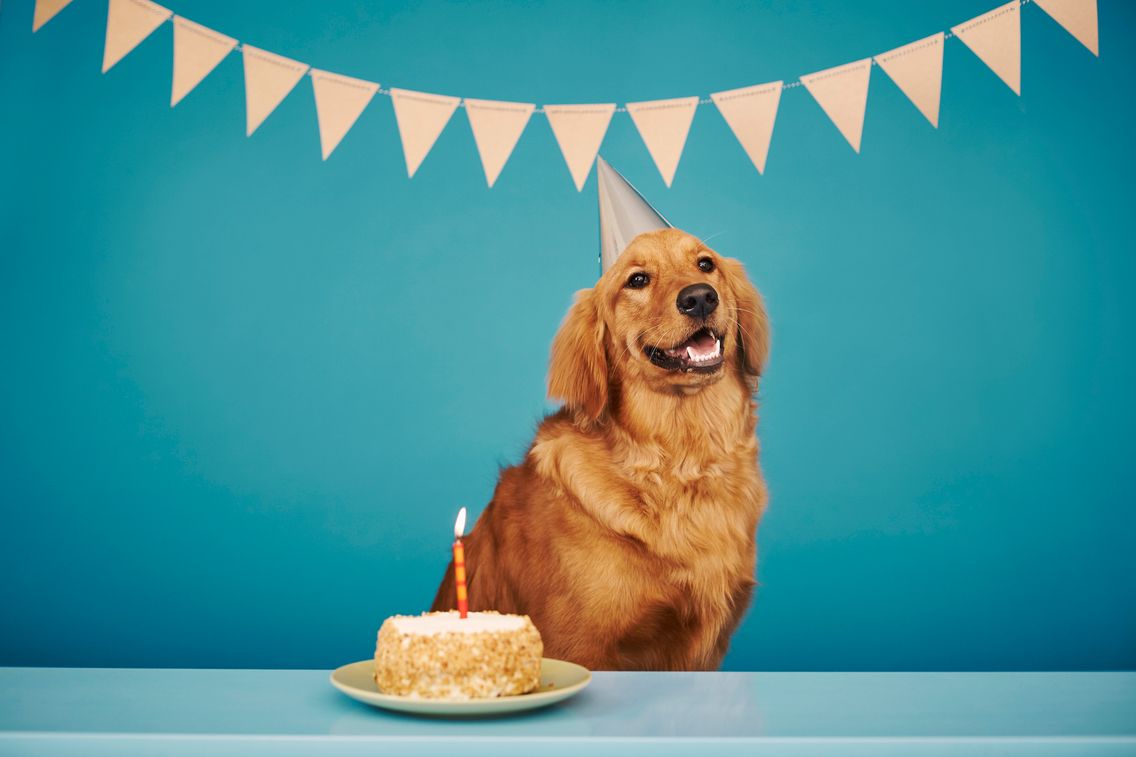 Un Chien A T Il Vraiment 7 Fois L Age D Un Humain