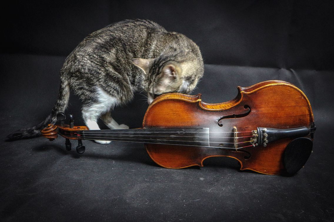 De La Musique Pour Detendre Les Chats