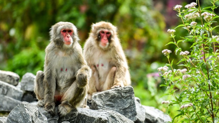 Une autre étude chinoise portant elle aussi sur des macaques a montré l'efficacité d'un vaccin expérimental