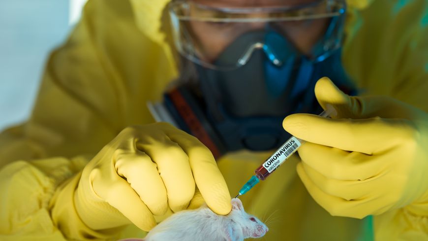 Les souris nécessaires sont rares, souligne Christophe d’Enfert, de l’Institut Pasteur à Paris. "Le problème que nous rencontrons est que plus personne n’utilisait ces souris transgéniques depuis l’épidémie de SARS-CoV-1 au début des années 2000."