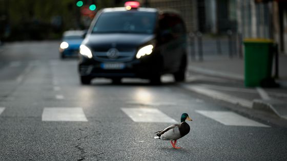 Canard dans Paris ©AFP - THOMAS COEX
