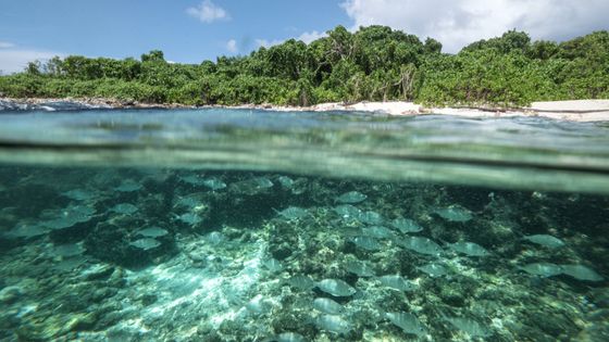La liste française des paradis fiscaux comprend Anguilla, les Bahamas, les Fidji, Guam, les Iles Vierges américaines, les Iles vierges britanniques, Oman, le Panama, les Samoa américaines, les Samoa, les Seychelles (ici en photo), Trinité et Tobago, ©AFP - Yasuyoshi CHIBA