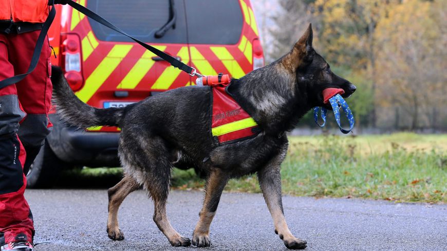 Cet essai va impliquer pour débuter 4 chiens de pompiers.
