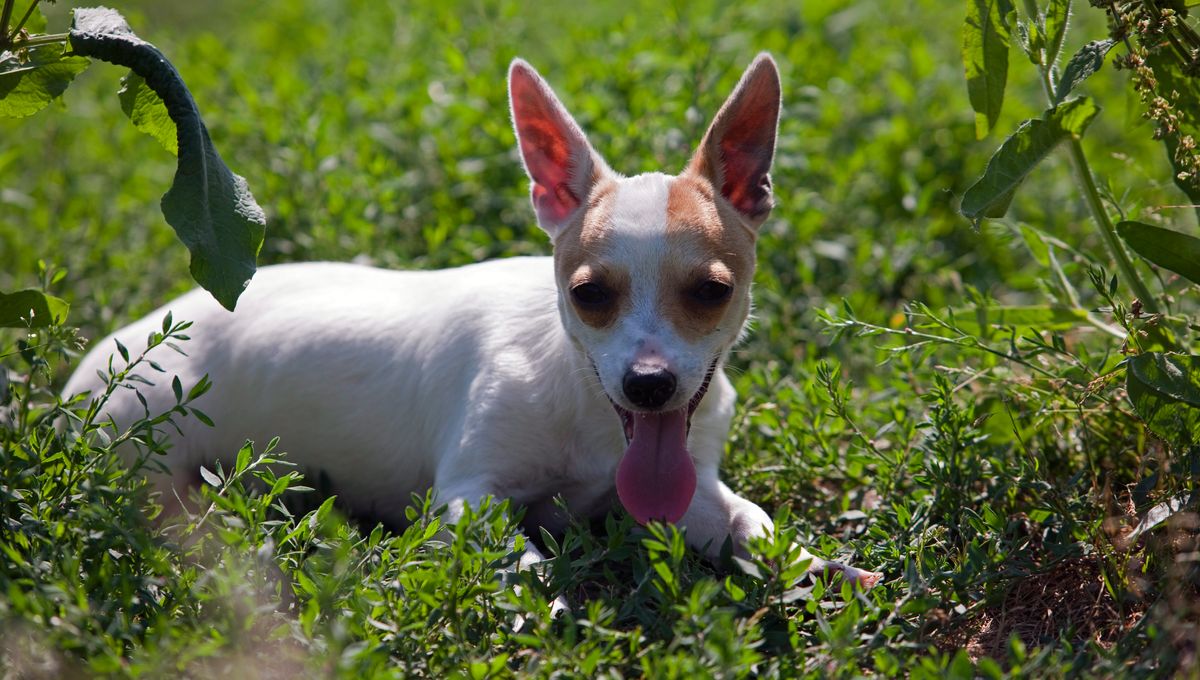 merle rat terrier