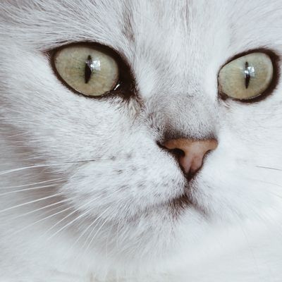 Regard de chat British Shorthair, août 2019
