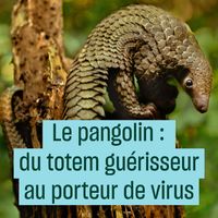 Le pangolin : du totem guérisseur au porteur de virus