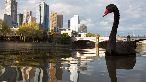 Cygne noir sur la rivière Yarra à Melbourne. ©Getty - © Grant Faint / The image bank