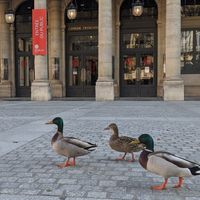 Les canrds déambulent sur le parvis de la Comédie Française à Paris