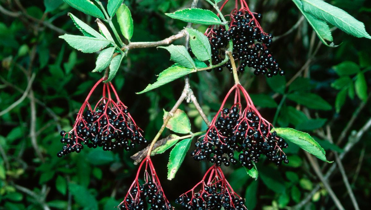 Tarnos Les Fruits Rouges Arrivent Dans Nos Assiettes