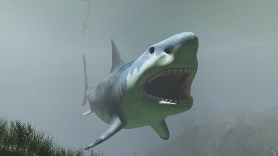 Le Mégalodon, une espèce de requins qui semble avoir disparu depuis bien longtemps pourtant… ©AFP - Raul Lunia / Leemage