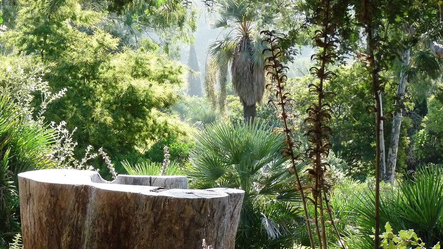 Jardin d'Australie dans le Domaine du Rayol (Var)