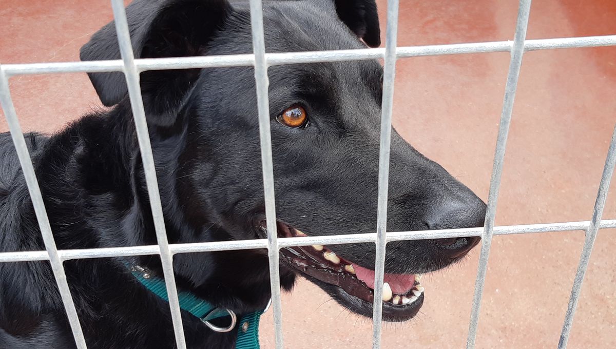 Spa Belfort Chien A Adopter Centria