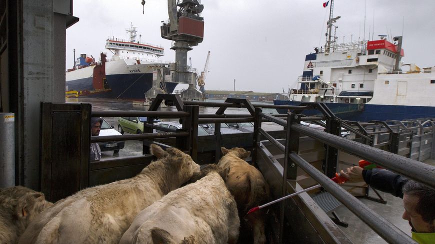 Parc à bétail sur un port de commerce, 2018