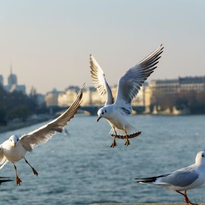 Des mouettes survolent la Seine.