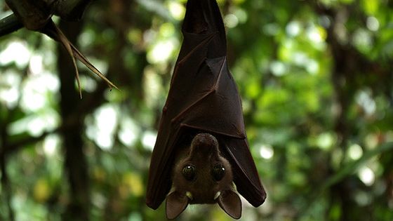 “Trois facteurs majeurs sont actuellement pointés pour expliquer l’émergence des maladies virales : la promiscuité avec les animaux sauvages, l’élevage intensif des animaux domestiques et la destruction des habitats. - bayanga85