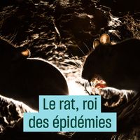 Le rat, roi des épidémies