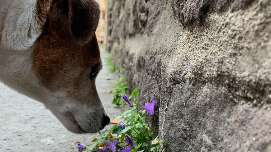 Le vivant ou la cohabitation des hommes, des animaux et des plantes...