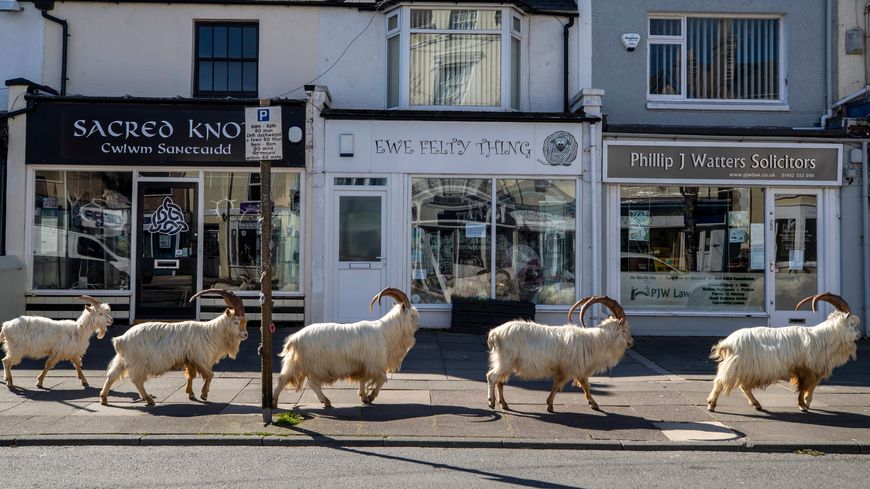 Fin mars, un troupeau de chèvres est aperçu durant le confinement dans la ville balnéaire de Llandudno, au Pays de Galles.