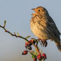 Un bruant proyer chante posé sur une branche. 11 avril 2020, Brandenburg, Sachsendorf