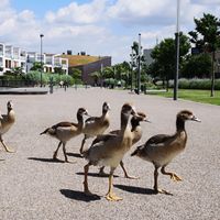 Jeunes canards sur une rue dans une banlieue allemande