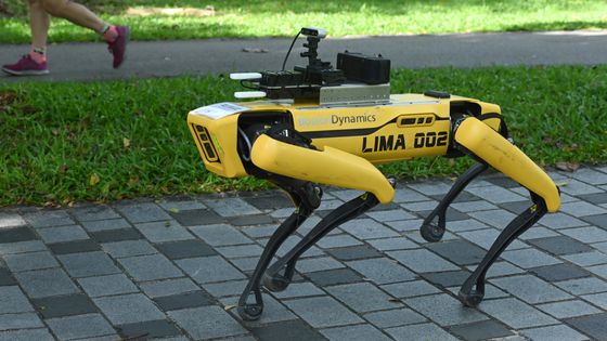 Le robot à 4 pattes "Spot" qui surveille les coureurs et alertent sur les mesures barrières dans un jardin de Singapour le 08 mai dernier ©AFP - Roslan RAHMAN / AFP