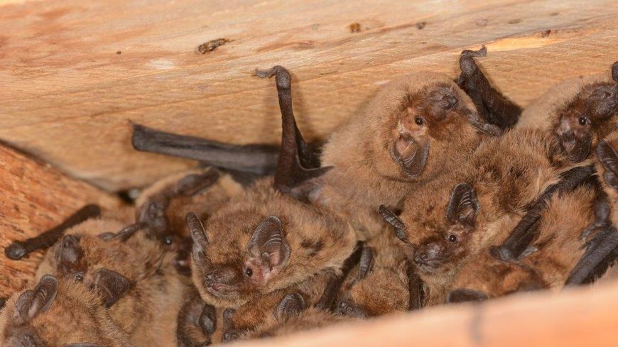 Des pipistrelles communes gîtent dans une habitation. France