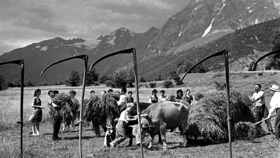 Travaux dans les champs en Svanétie, Géorgie, 1950. ©Getty - Mark Redkin/FotoSoyuz